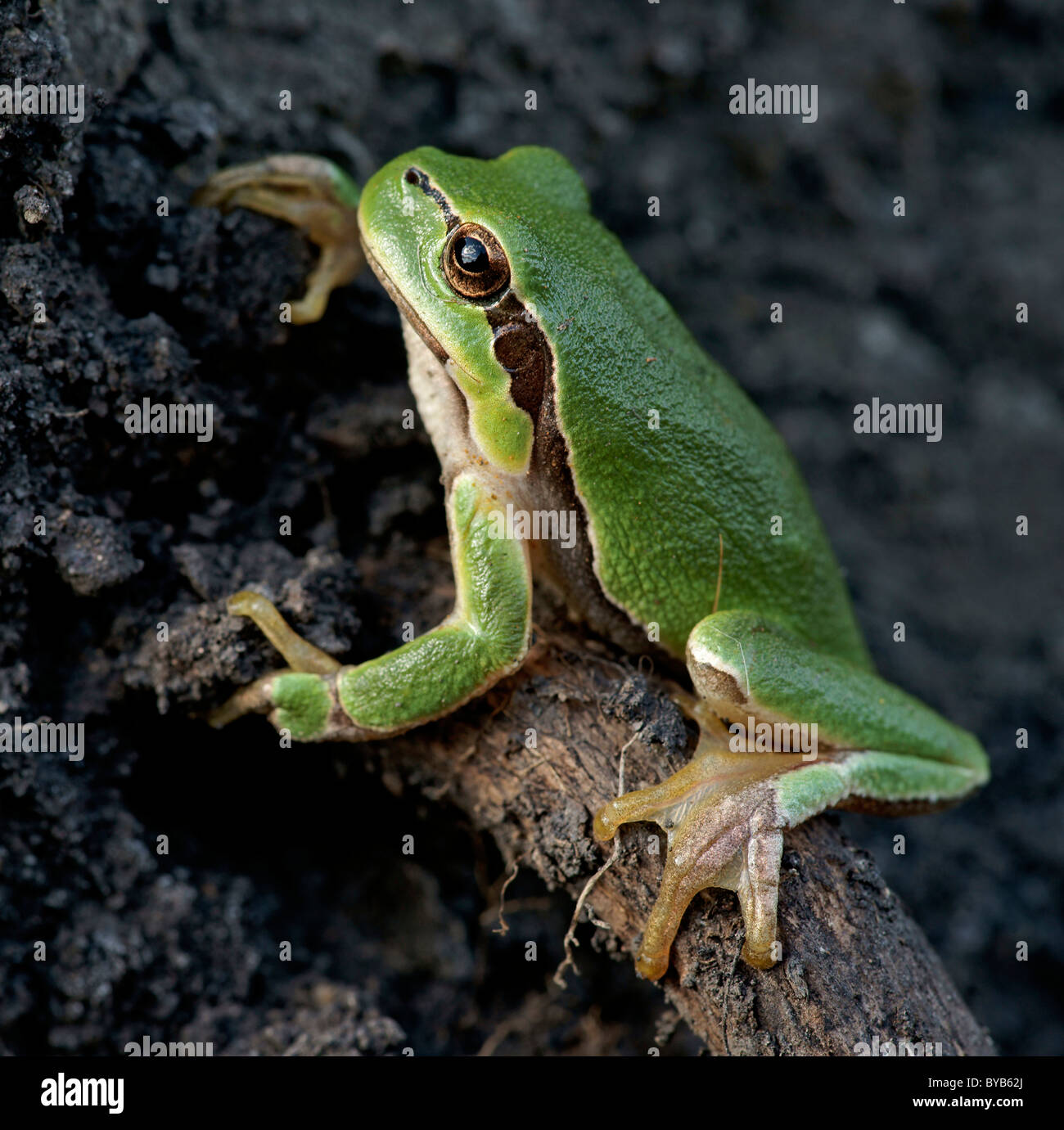 European Tree Frog (Hyla arborea) Banque D'Images