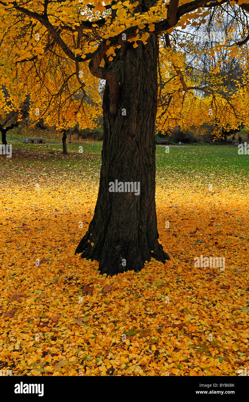 Arbre de ginkgo (Ginkgo biloba) avec le feuillage d'automne jaune, les feuilles tombées, Liebesgrund, Lunebourg, Basse-Saxe, Allemagne, Europe Banque D'Images