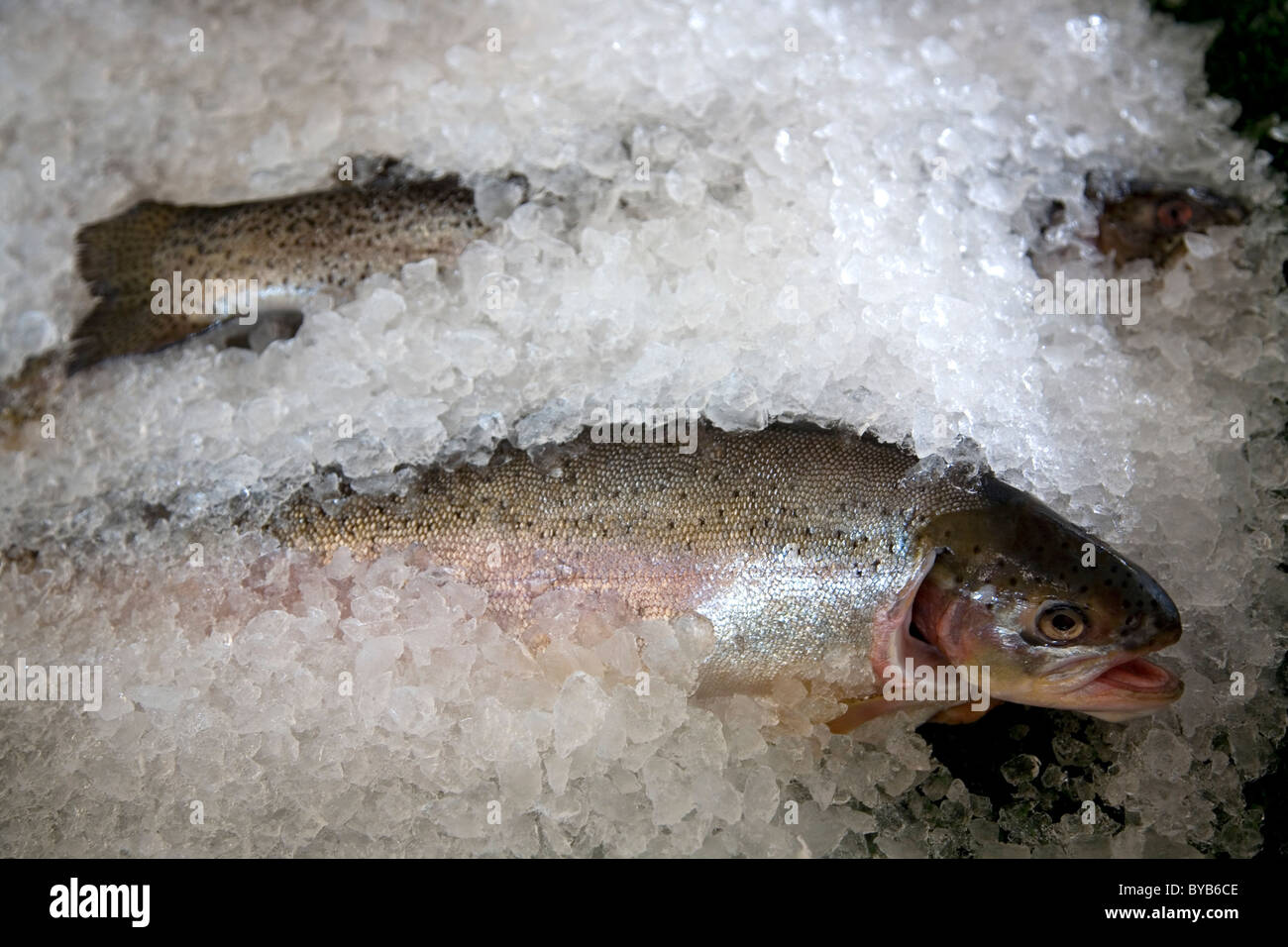 Peau de truite arc en ciel Banque d'image et photos - Alamy