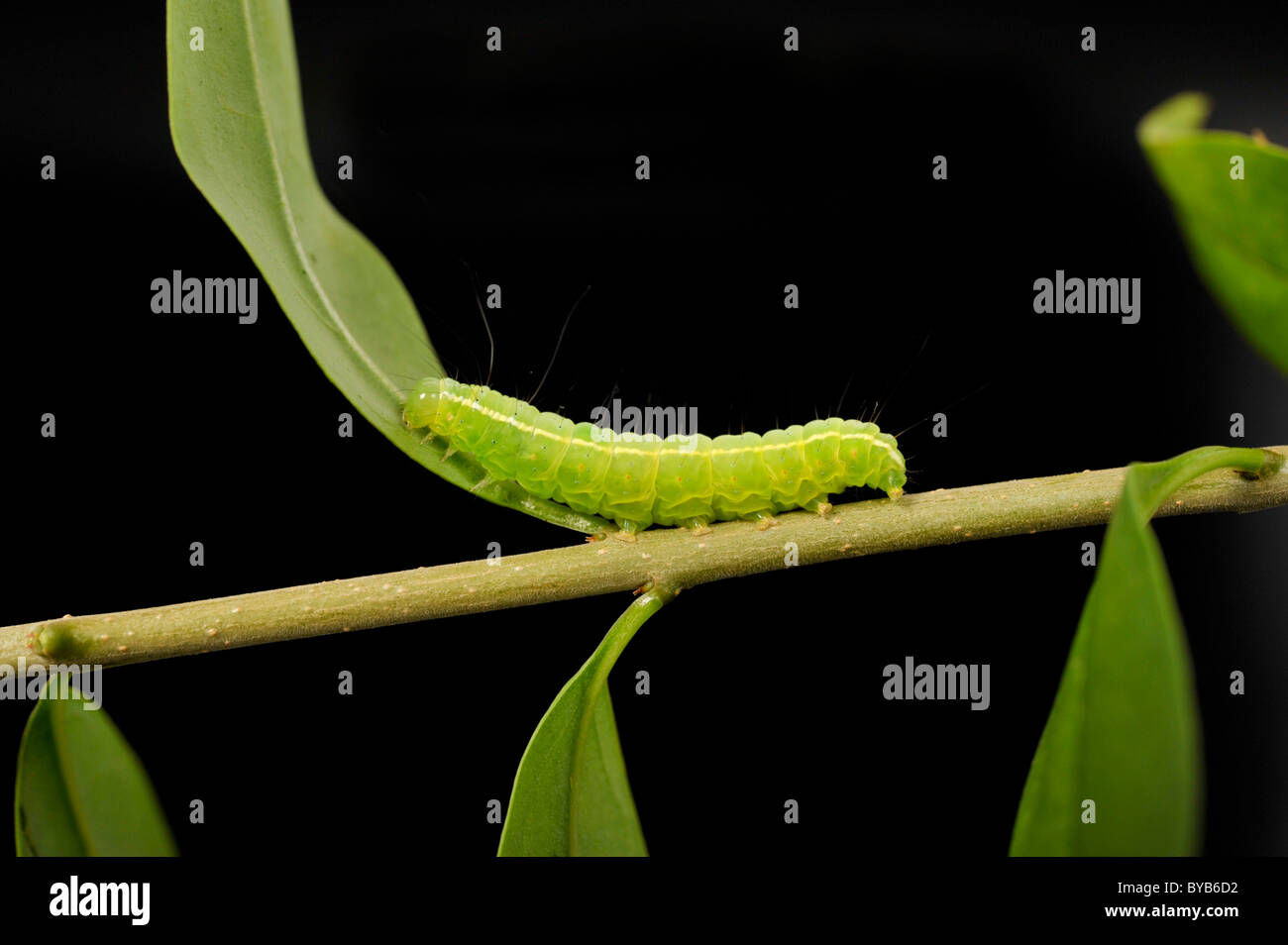 L'hiver (Operophtera brumata) Caterpillar Banque D'Images