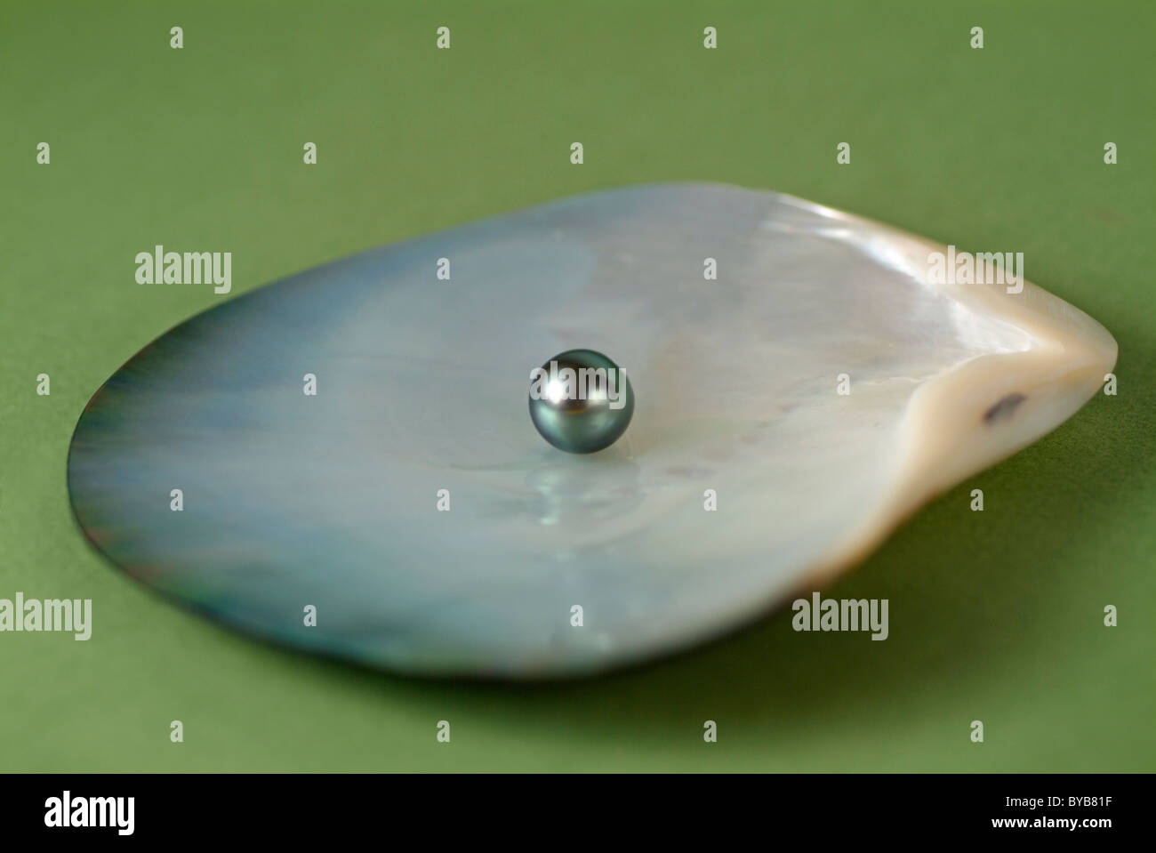 Black Pearl polynésienne unique assise sur une huître. Banque D'Images