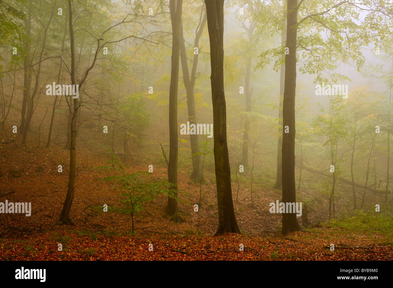 Le brouillard dans une forêt de hêtre dans le Harz (Saxe-Anhalt, Allemagne, Europe Banque D'Images