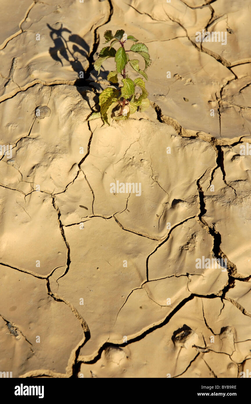 Green plante poussant dans la terre sèche, craquelée. Banque D'Images