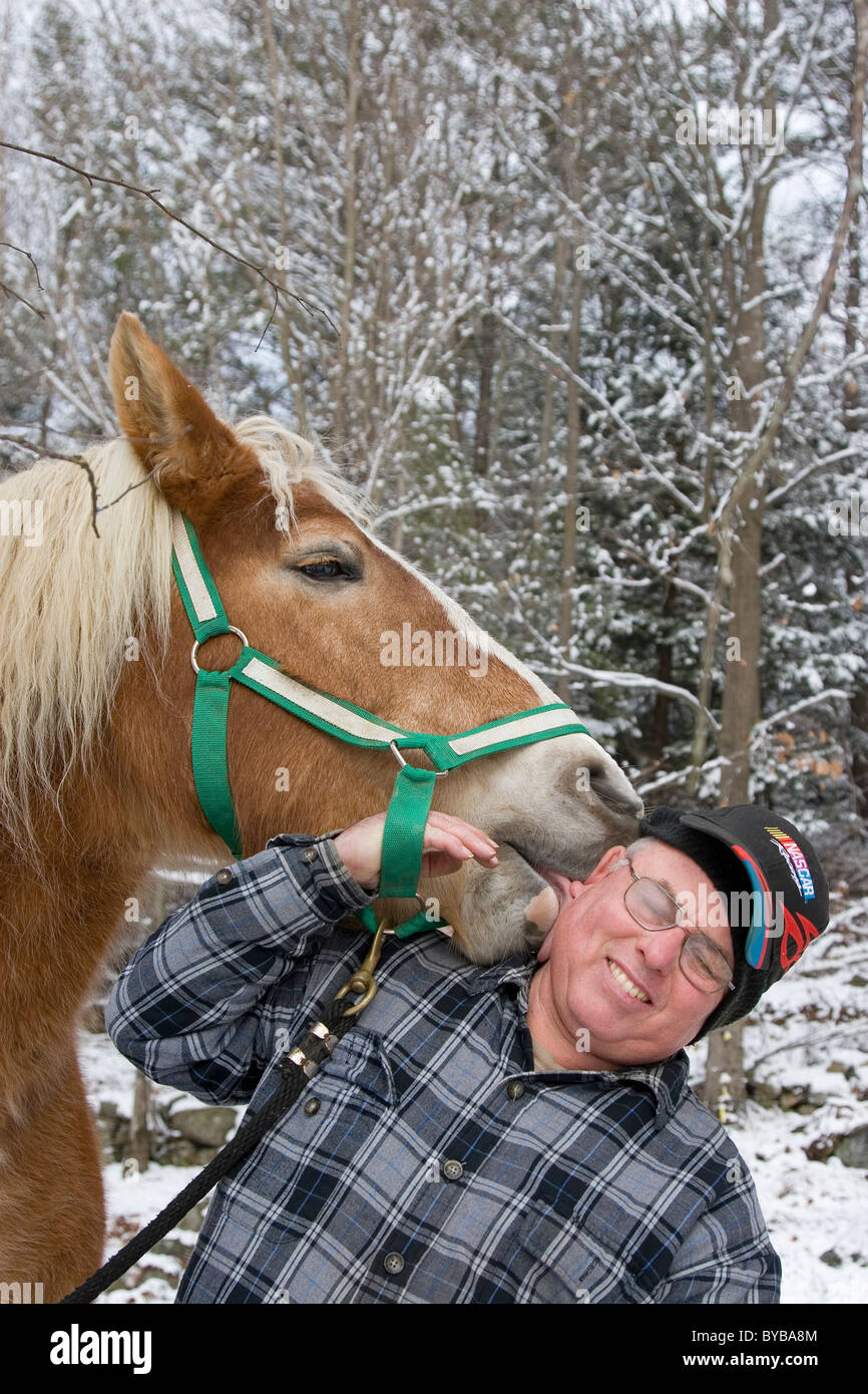 Funny Horse, cheval de trait belge et l'homme en neige de l'hiver, des animaux drôles Banque D'Images