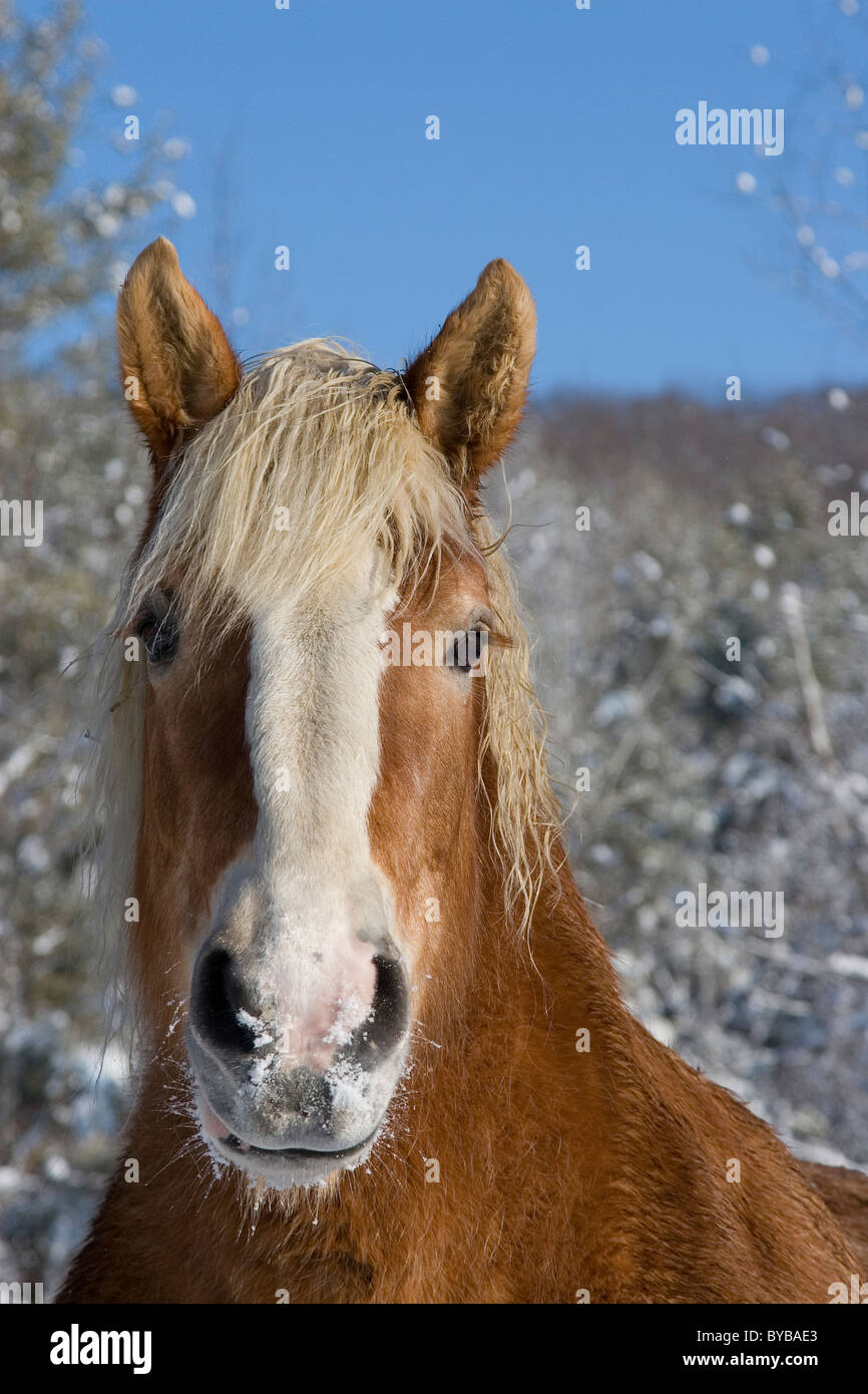 Cheval de Trait Belge dans la neige de l'hiver Banque D'Images