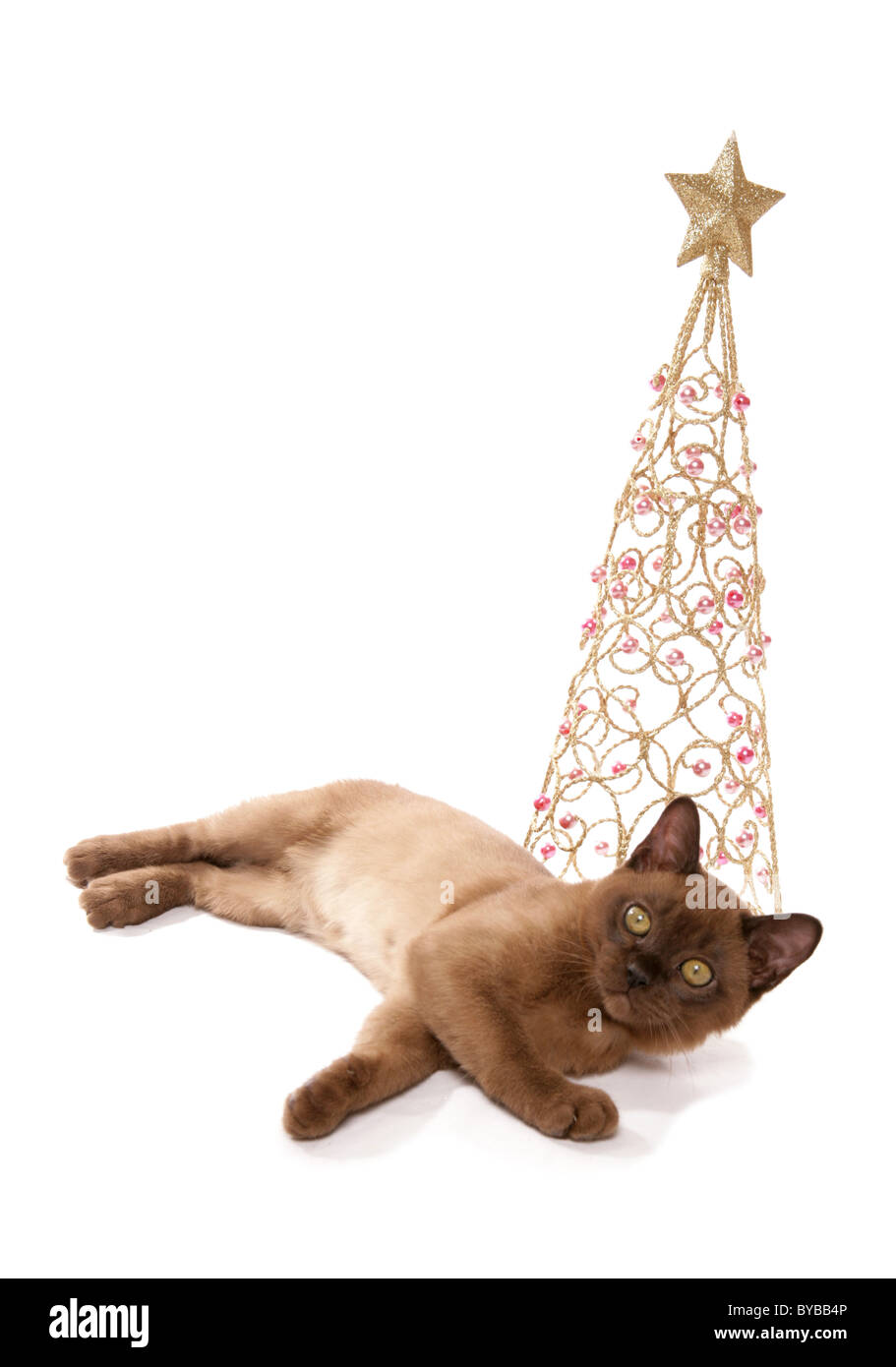 Chaton birman pose par Noël Décoration portrait dans un studio Banque D'Images