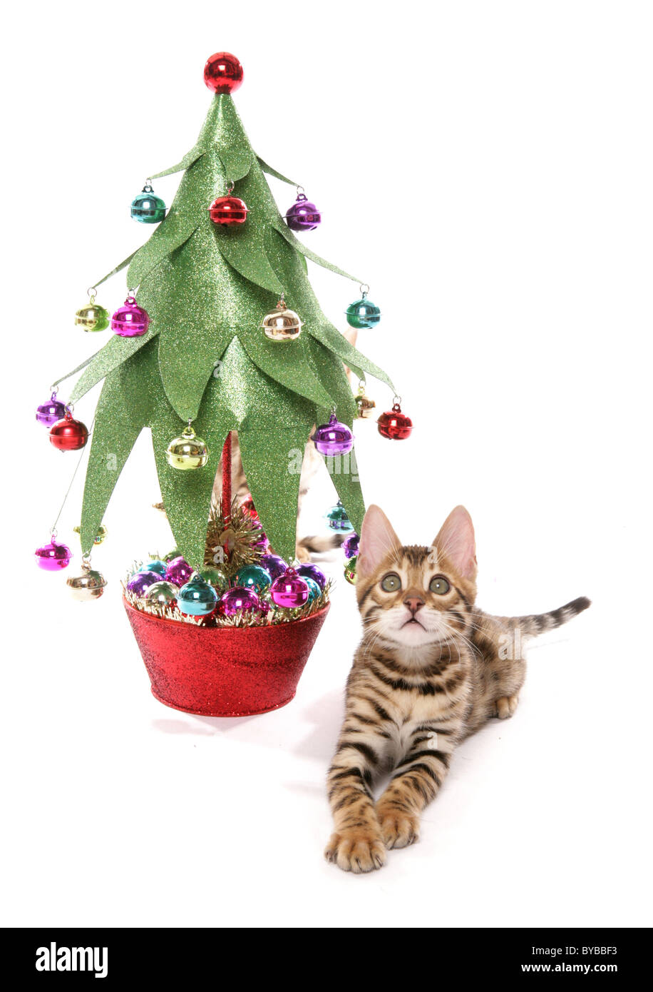 Chatons avec portrait de l'arbre de Noël dans un studio Banque D'Images
