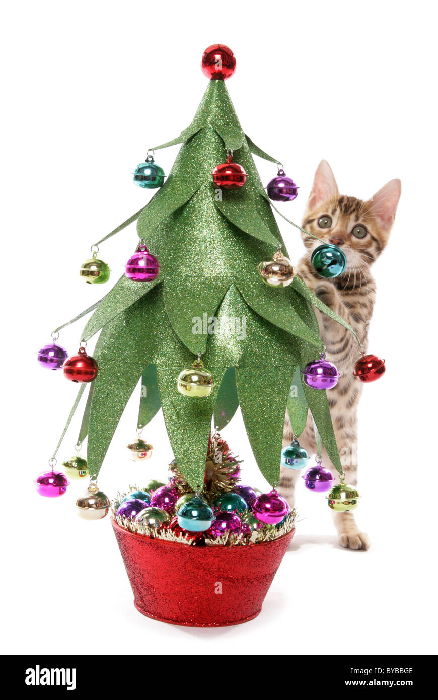 Chatons avec portrait de l'arbre de Noël dans un studio Banque D'Images