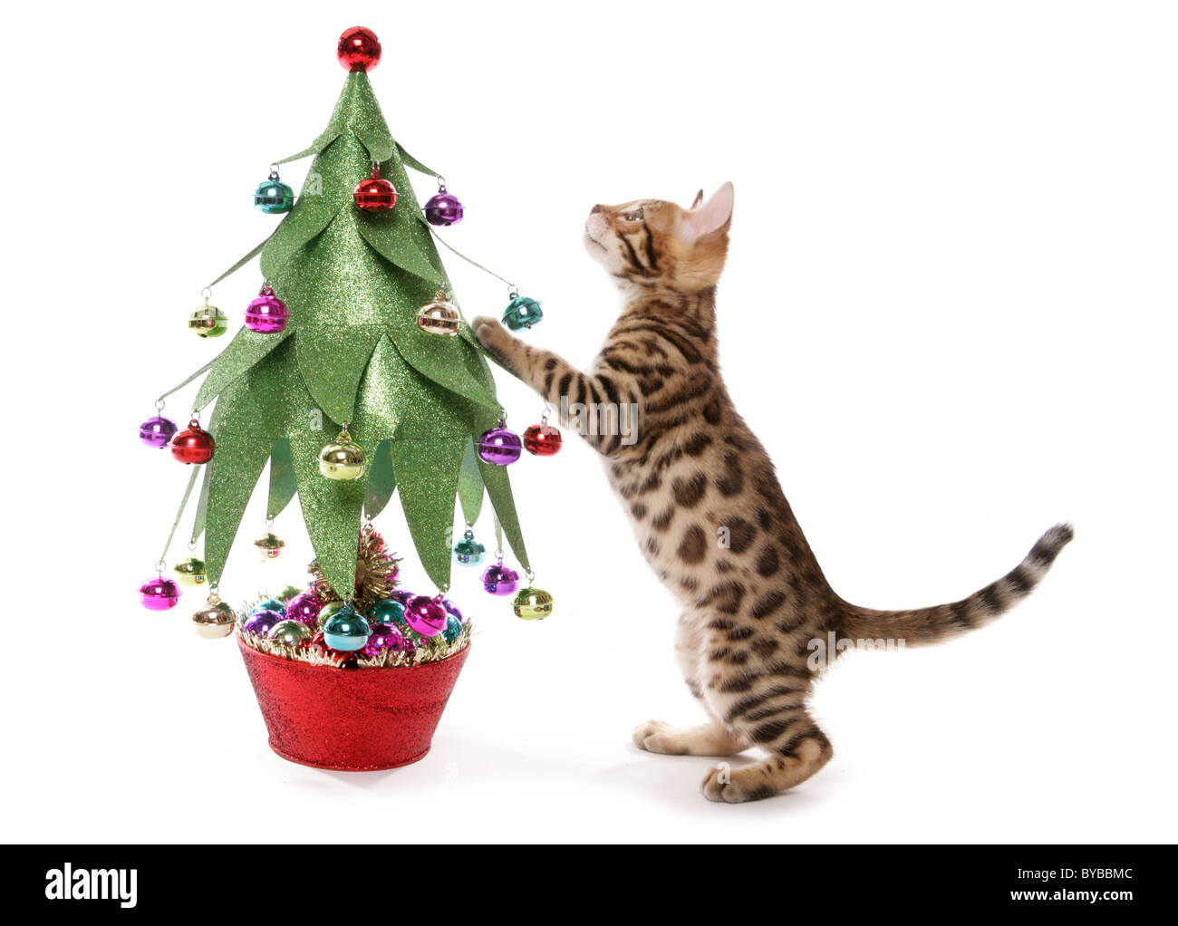 Chatons avec portrait de l'arbre de Noël dans un studio Banque D'Images
