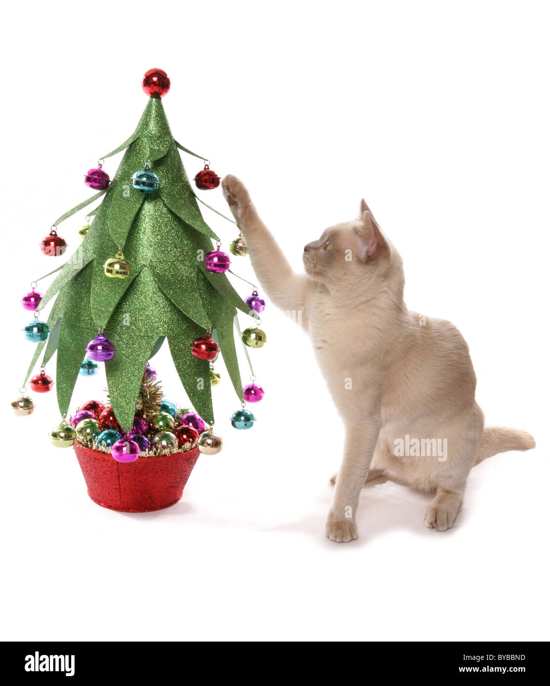 Chat birman avec portrait de l'arbre de Noël dans un studio Banque D'Images