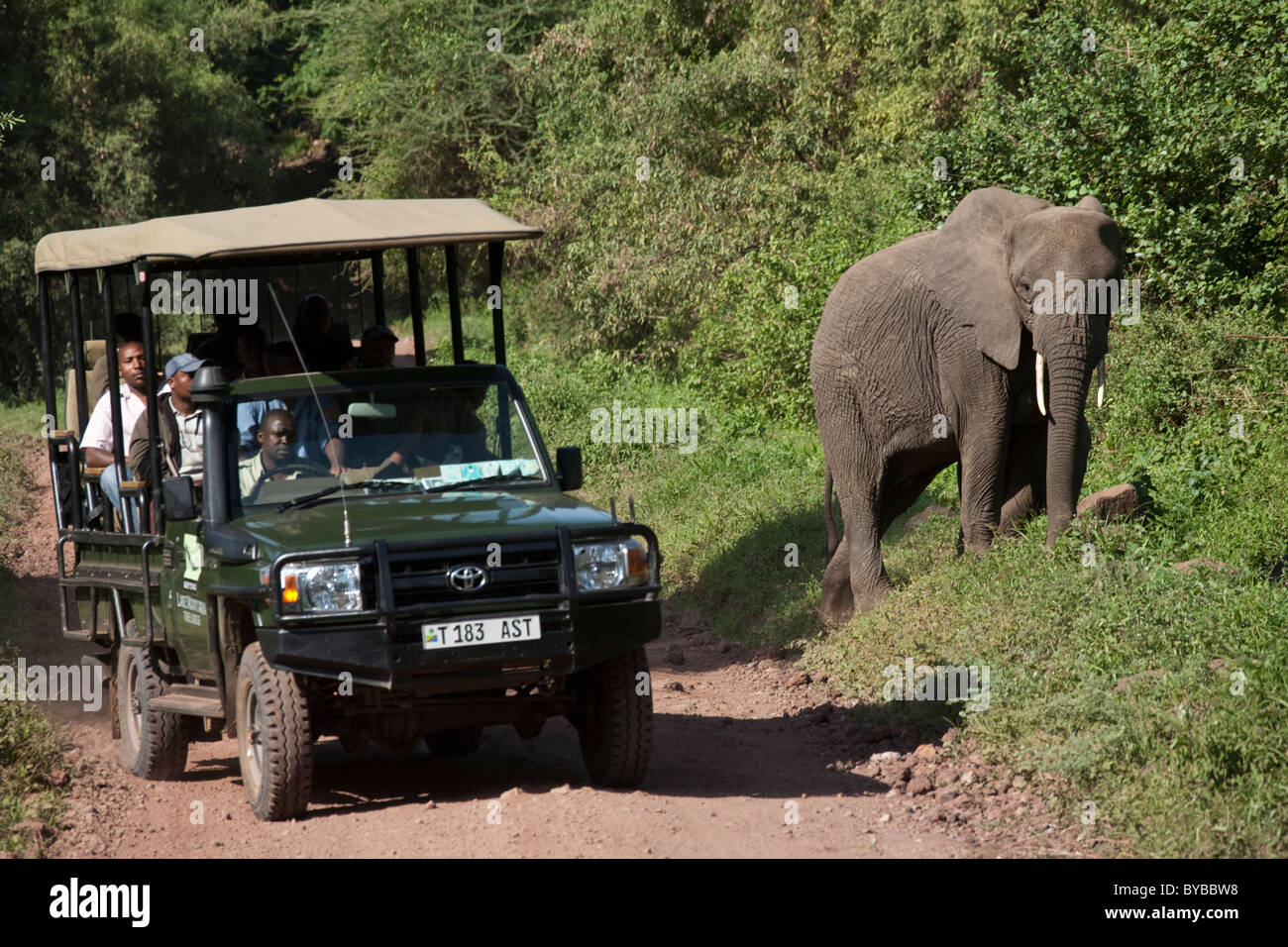 Location de touristes répond aux éléphants traverser la route, Tanzania, Africa Banque D'Images