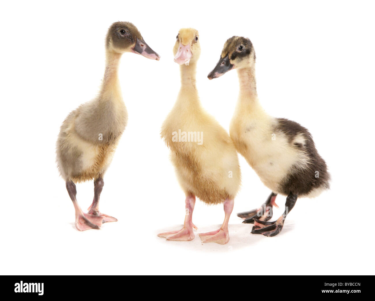 Groupe De Coureur Indien Canetons Bebe Debout Dans Un Studio Photo Stock Alamy Groupe De Coureur Indien Canetons Bebe Debout Dans Un Studio Photo Stock Alamy