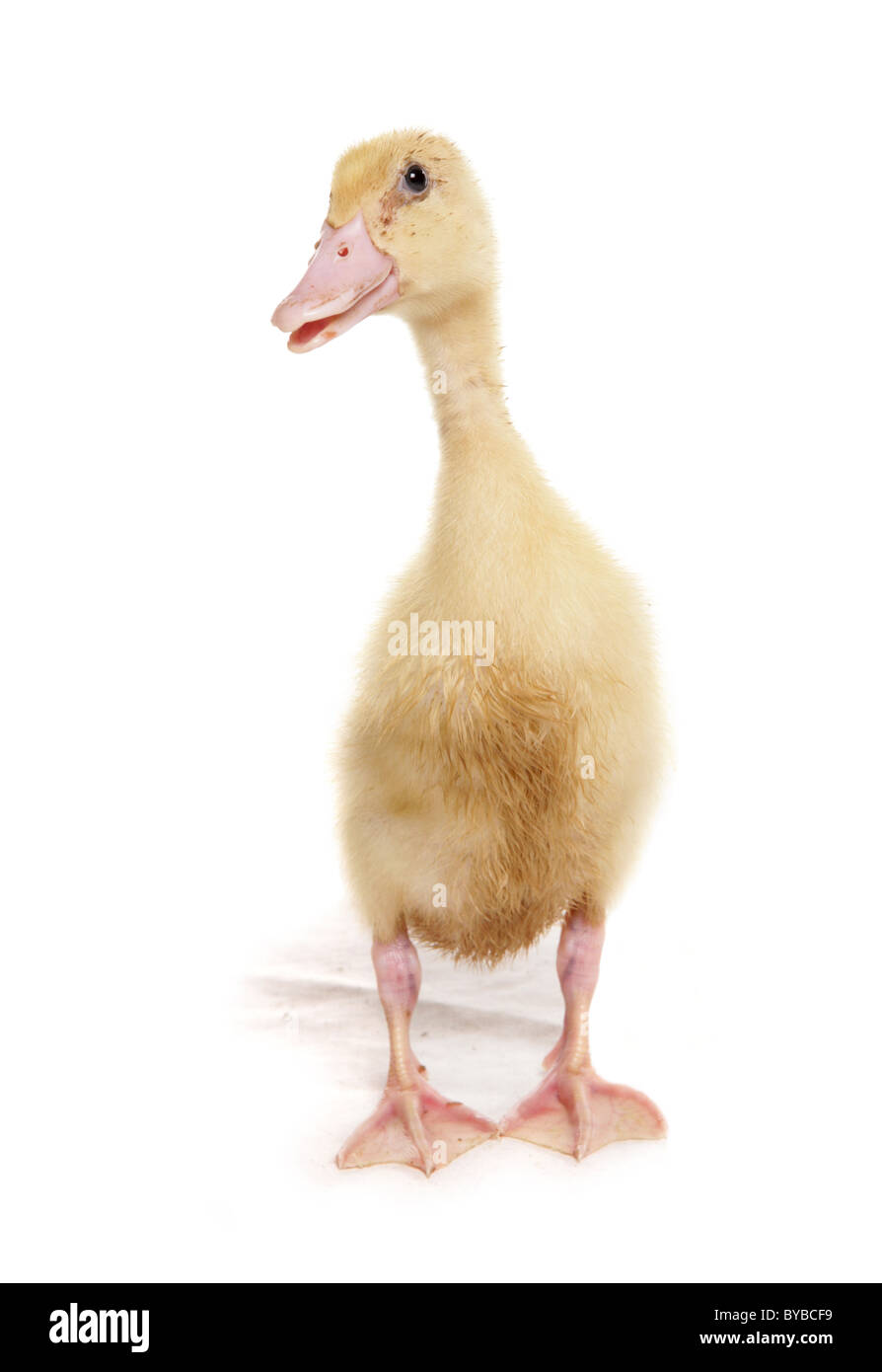 Bebe Canard Coureur Indien Debout Dans Un Studio Photo Stock Alamy Bebe Canard Coureur Indien Debout Dans Un Studio Photo Stock Alamy