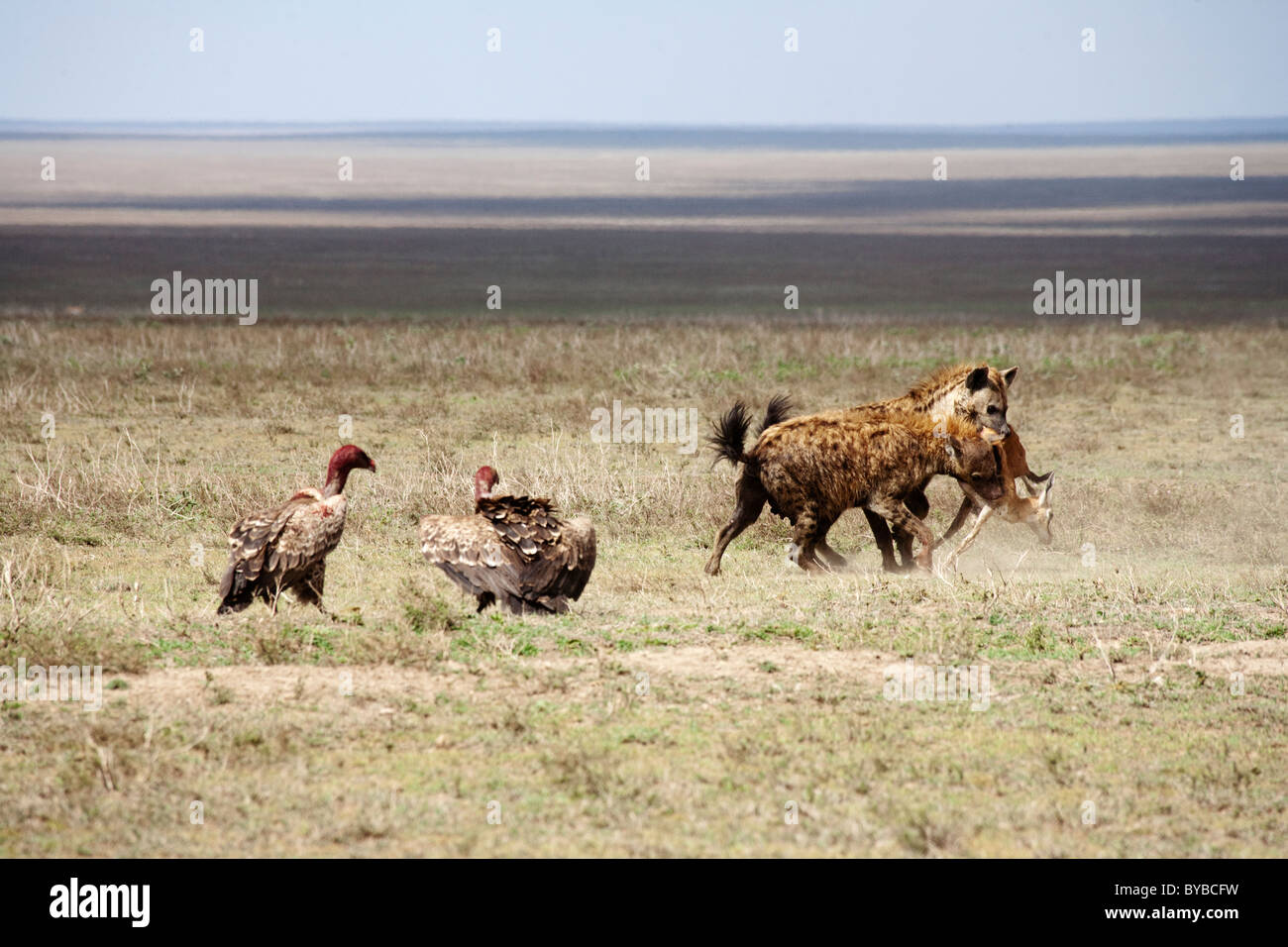 Les Hyènes s'attaquer à l'impala, le Parc National du Serengeti, Tanzanie, Afrique du Sud Banque D'Images