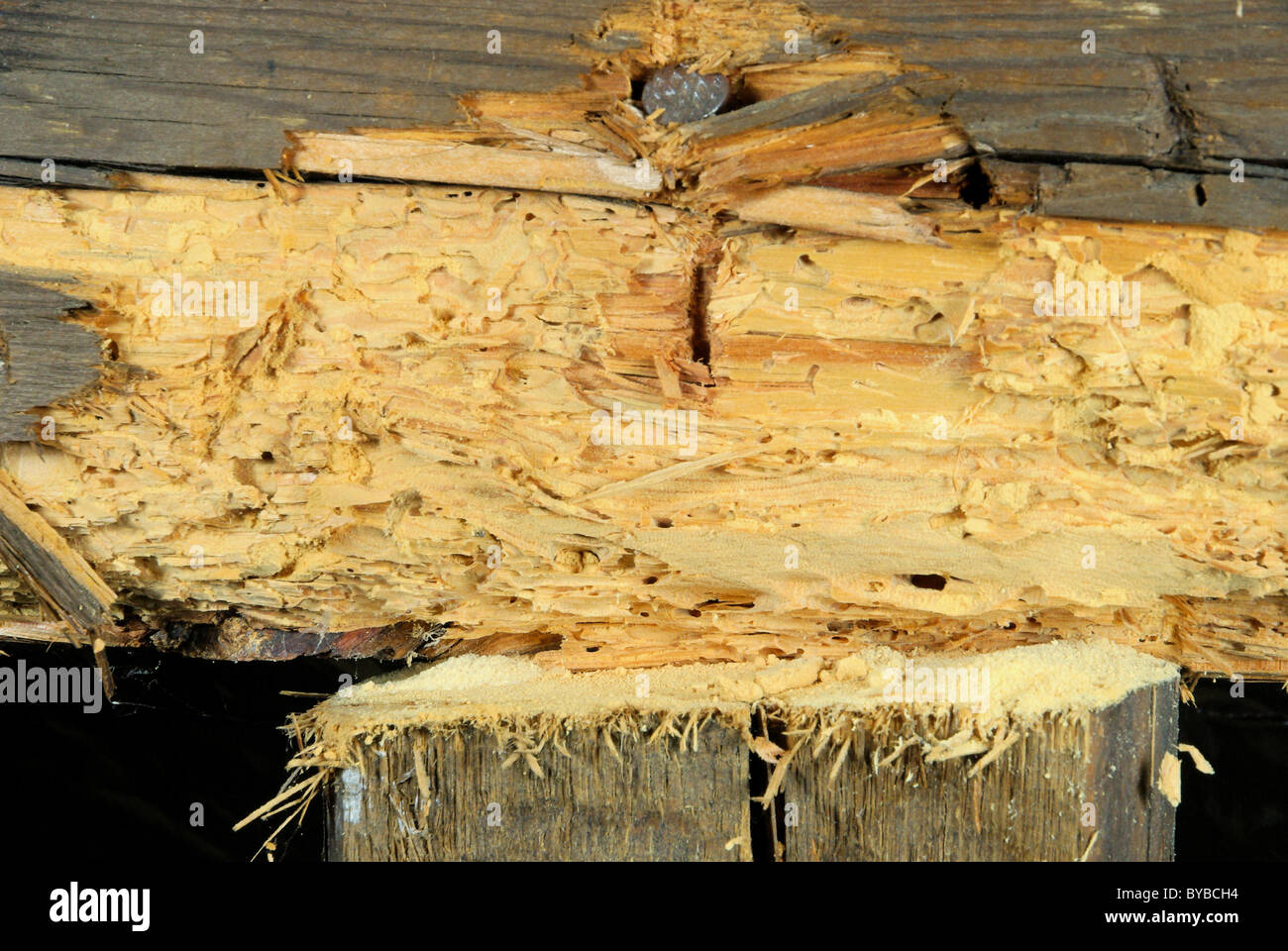 Le clos Mathilde - woodworm Golf Polo 01 Banque D'Images