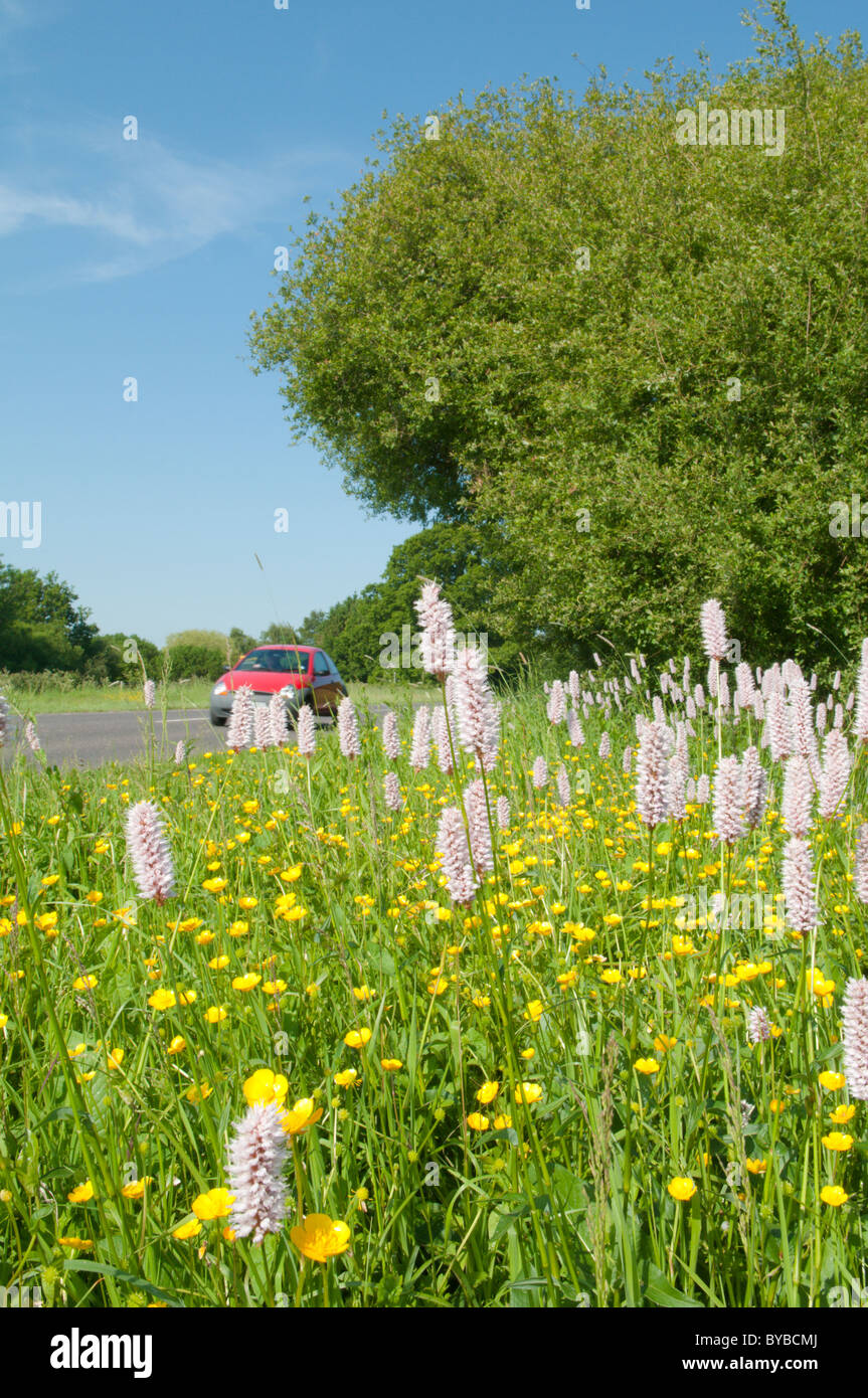 Renouée bistorte (Polygonum bistorta) au cours de la renoncule rampante (Ranunculus repens) Sussex, UK. juin. à côté d'une route passante272 avec la voiture sur la route. Banque D'Images