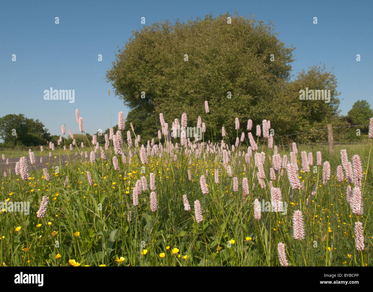 Renouée bistorte (Polygonum bistorta) au cours de la renoncule rampante (Ranunculus repens) Sussex, UK. juin. Banque D'Images