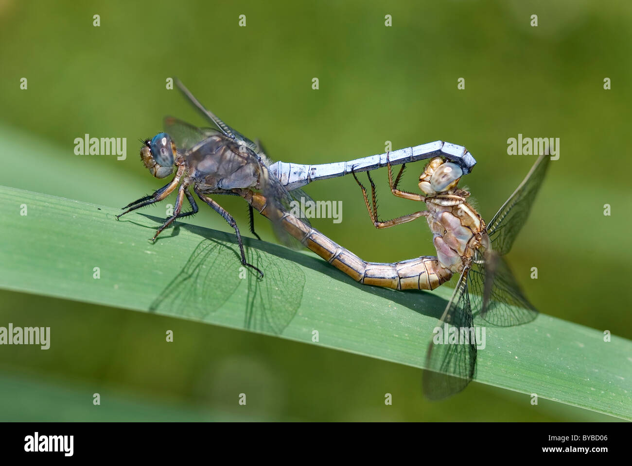 Libellules Skimmer carénées Orthetrum coerulescens' 'accouplement, Portugal Banque D'Images