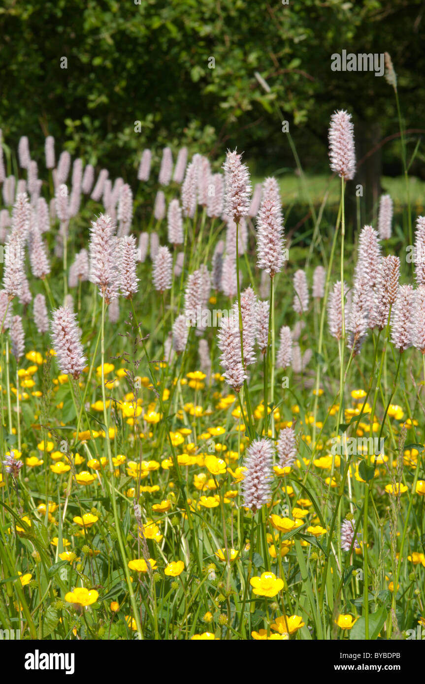 Renouée bistorte (Polygonum bistorta) au cours de la renoncule rampante (Ranunculus repens) Sussex, UK. juin. Banque D'Images
