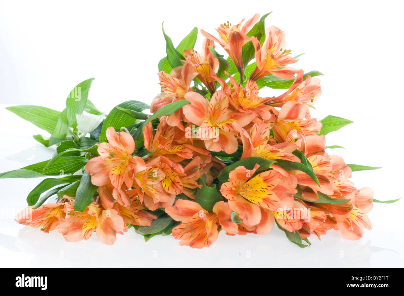 Belle maison de fleurs sur fond blanc Banque D'Images