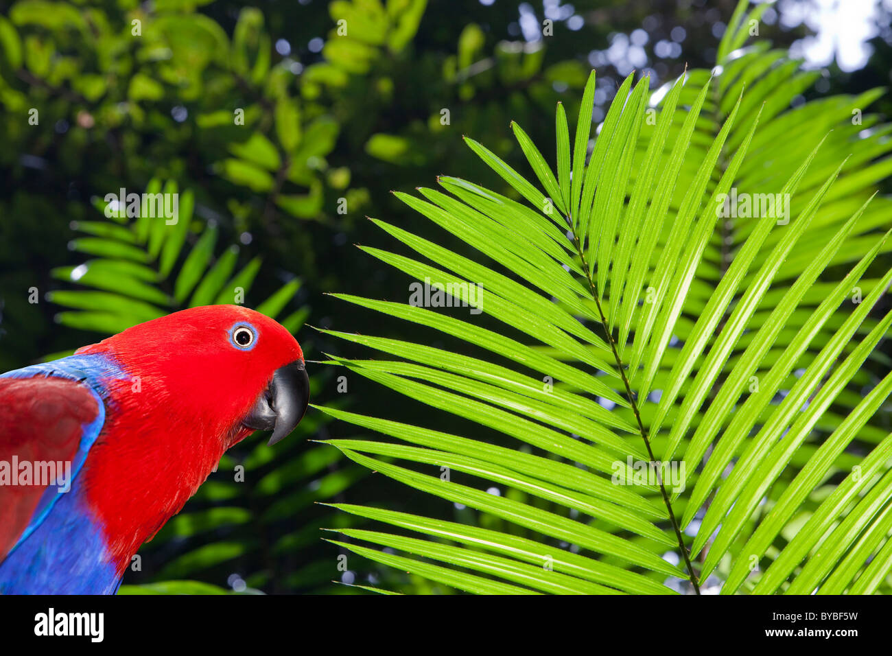 Un palmier dans la forêt tropicale de Daintree, Queensland, Australie, avec un mâle Eclectus Parrot. Banque D'Images