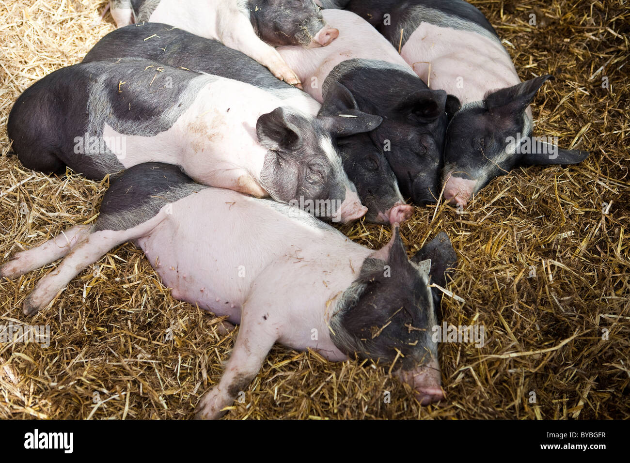 Close-up of free range pigs dormir ensemble Banque D'Images