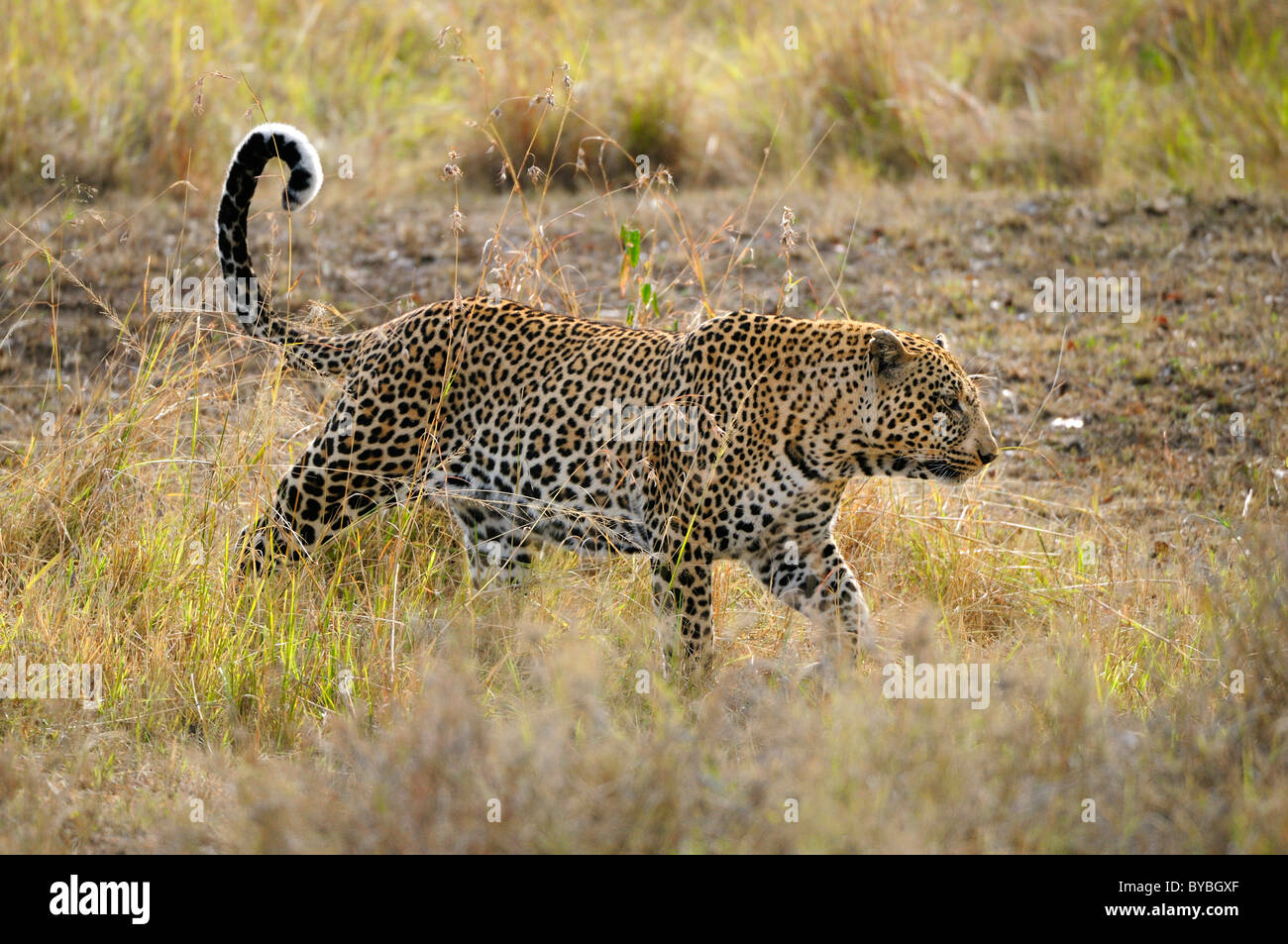 Leopard (Panthera pardus), Masai Mara National Reserve, Kenya, Africa Banque D'Images