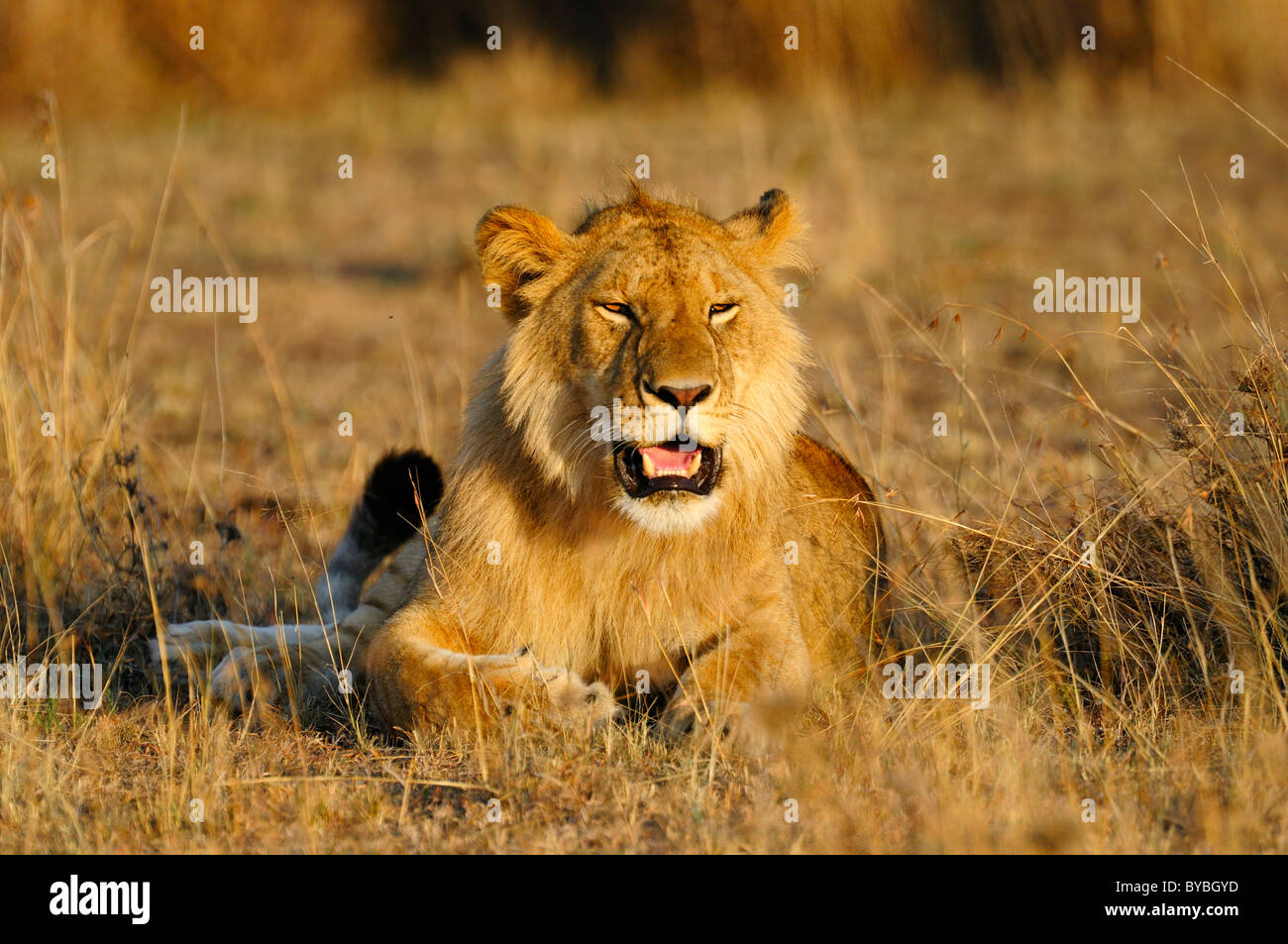 Lion (Panthera leo), jeune homme dans la lumière du matin, Masai Mara National Reserve, Kenya, Africa Banque D'Images