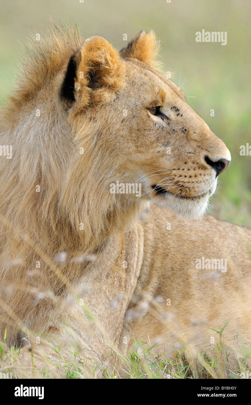 Lion (Panthera leo), les jeunes, portrait, Masai Mara National Reserve, Kenya, Africa Banque D'Images
