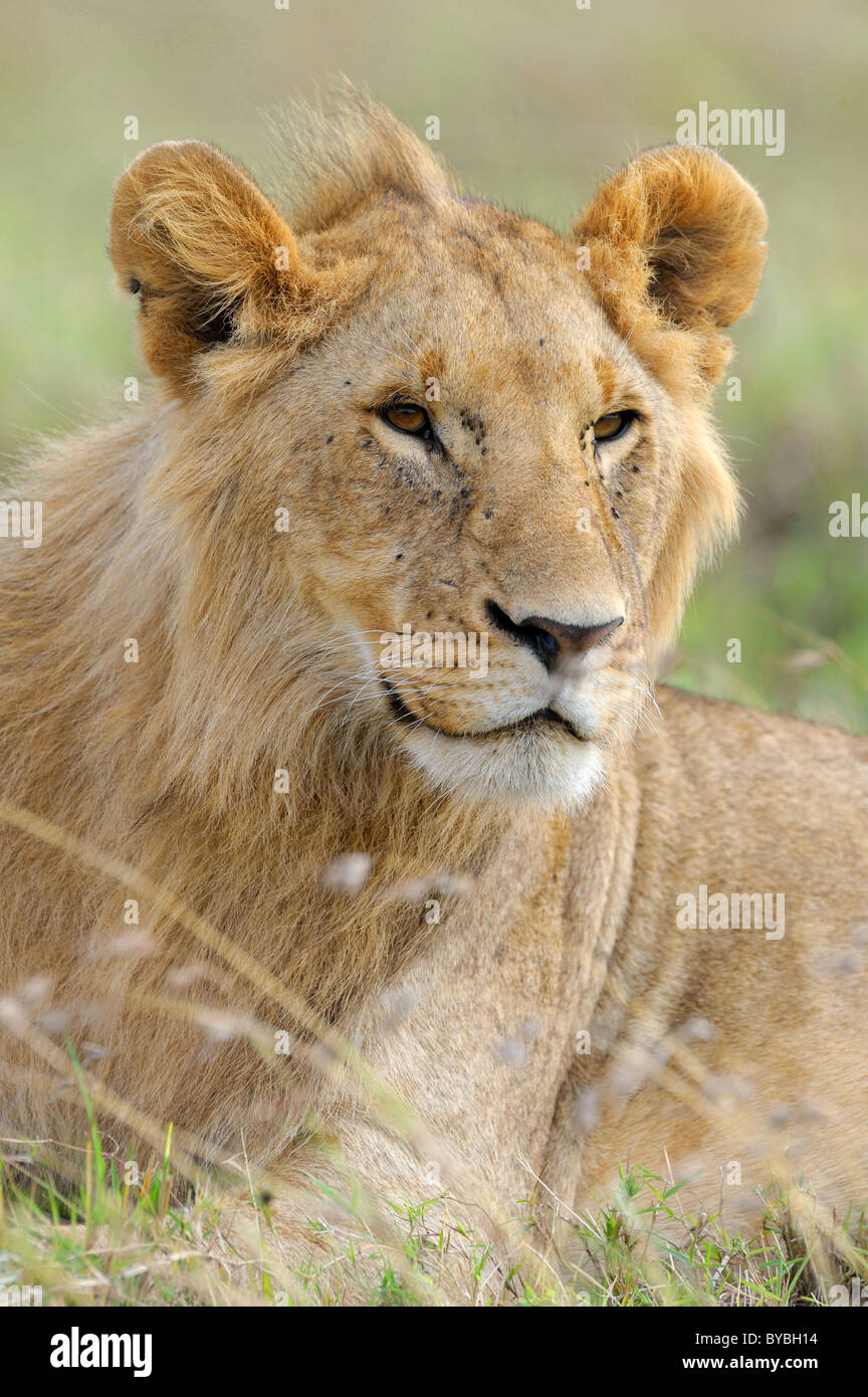 Lion (Panthera leo), les jeunes, portrait, Masai Mara National Reserve, Kenya, Africa Banque D'Images