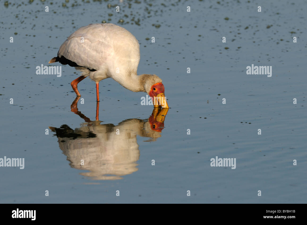 Yellow-billed Stork (Mycteria ibis), alimentation, Masai Mara National Reserve, Kenya, Africa Banque D'Images