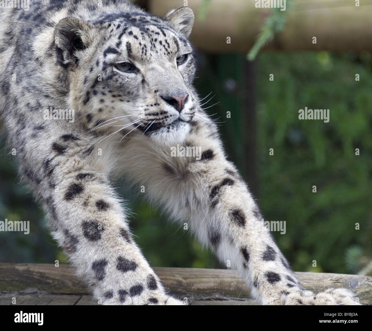 Snow Leopard s'étendant des femmes Banque D'Images