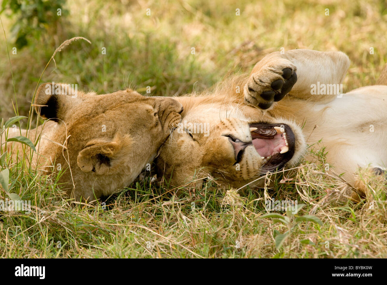 Les Lions à la Masai Mara, Kenya, Afrique Banque D'Images