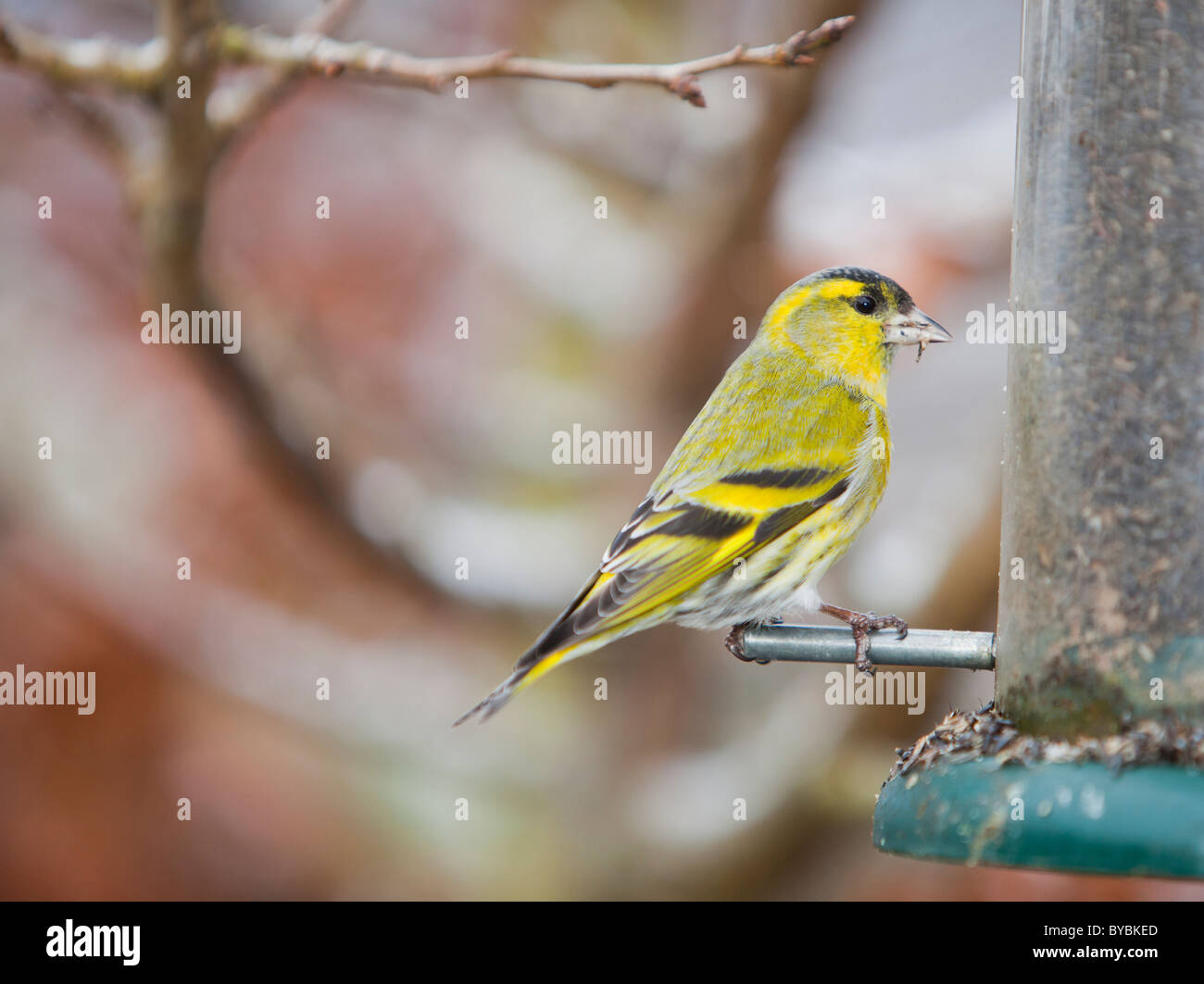 Siskin Carduelis spinus (alimentation) sur un convoyeur de jardin à Ambleside, Cumbria, Royaume-Uni. Banque D'Images