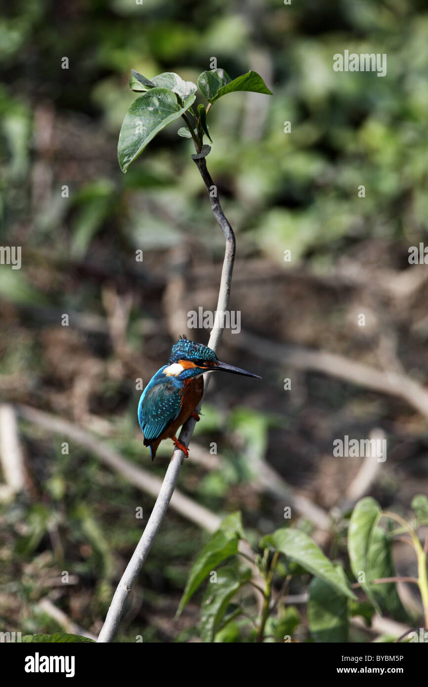 Petit kingfisher en Afrique du Bangladesh Banque D'Images