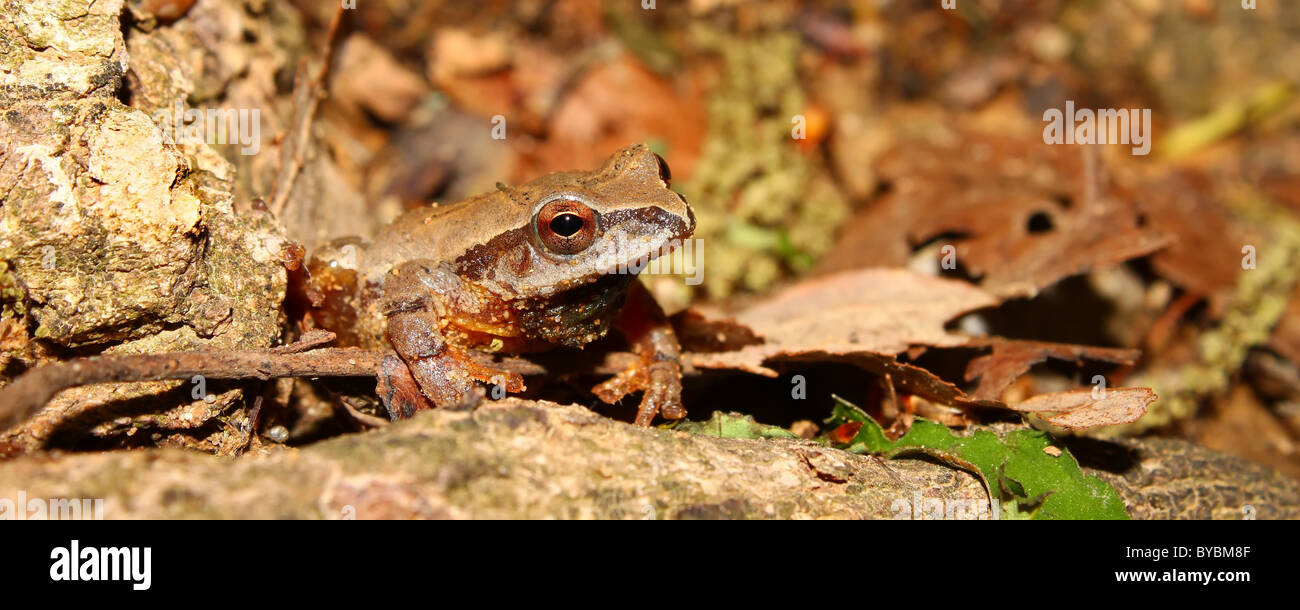 La rainette crucifère (Pseudacris crucifer) Banque D'Images