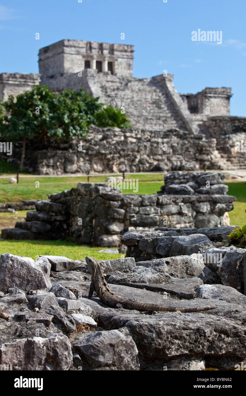 Iguane, Tulum, ruines Mayas sur la péninsule du Yucatan, Mexique Banque D'Images