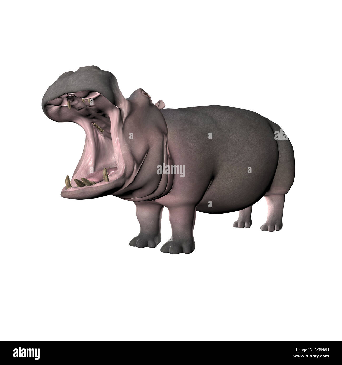 Illustration d'un hippopotame isolated over white Banque D'Images
