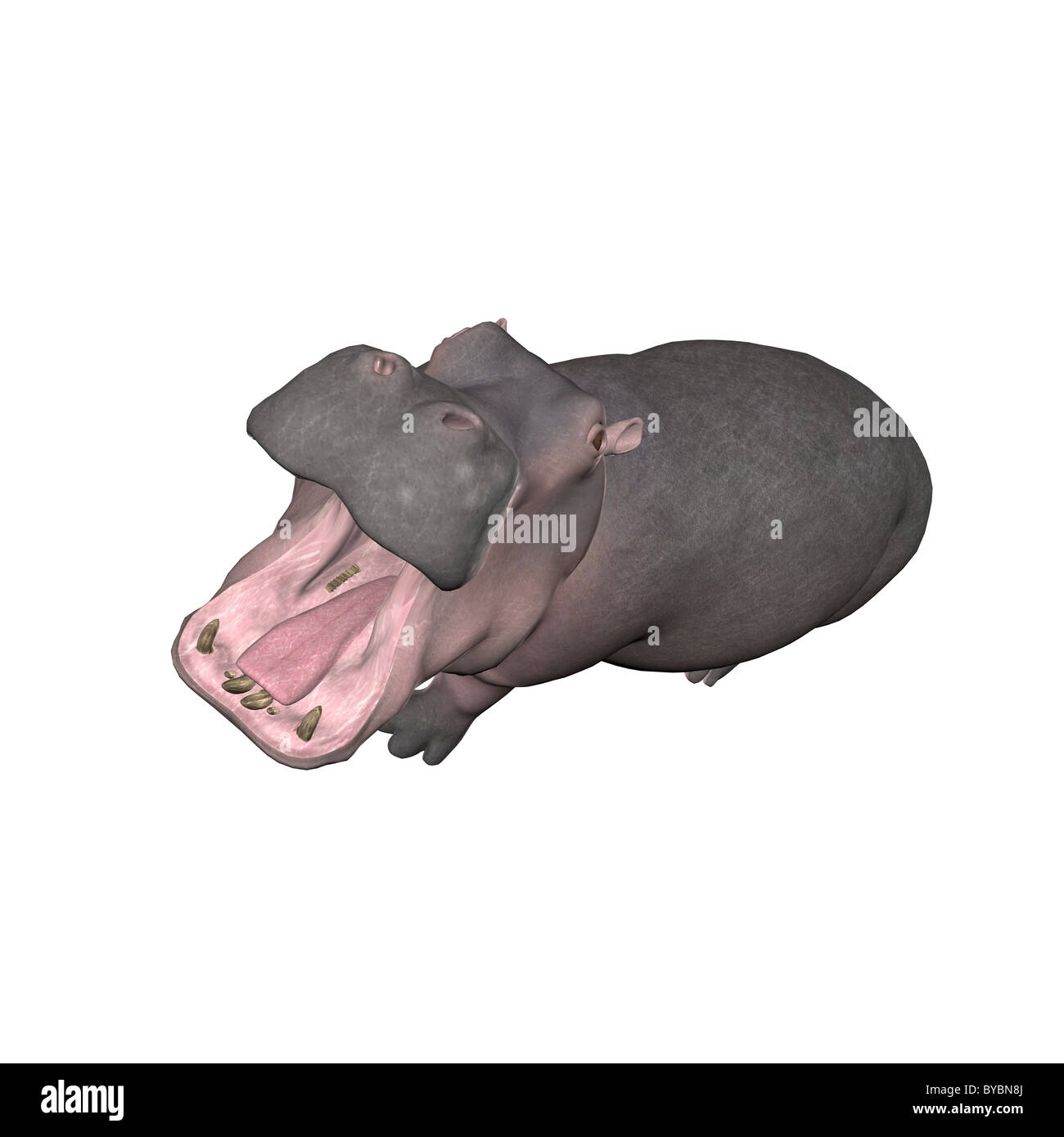 Illustration d'un hippo isolé sur fond blanc Banque D'Images