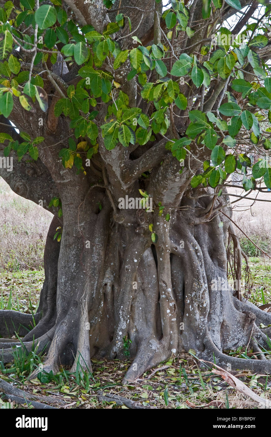Strangler Fig : Ficus aurea. Fort de Soto, Florida, USA Banque D'Images