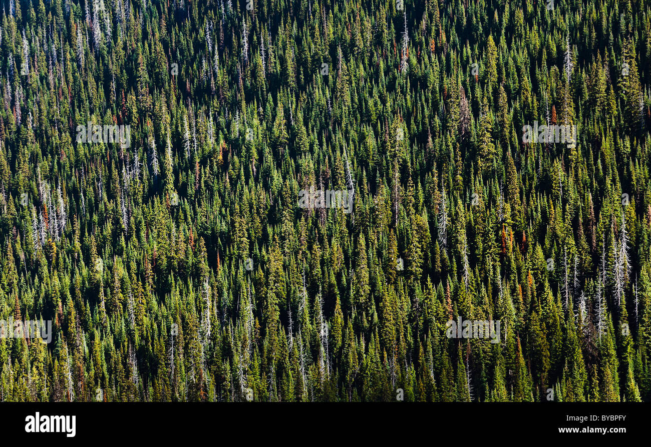 Une forêt de conifères à feuilles persistantes dans la gamme North Cascades de Washington, USA. Banque D'Images