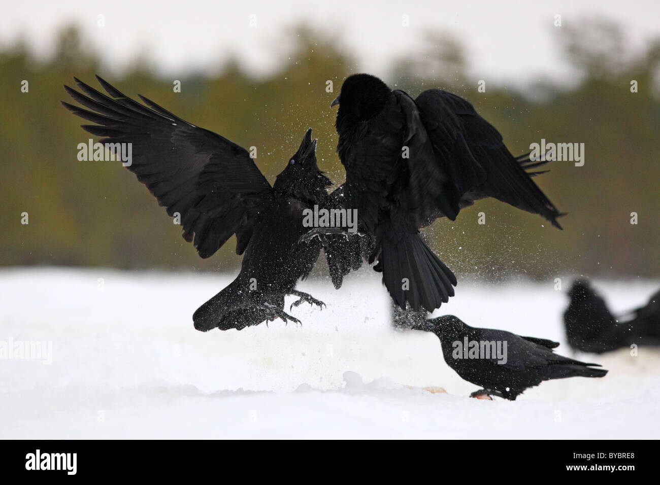 La lutte contre le Corbeau (Corvus corax) Banque D'Images
