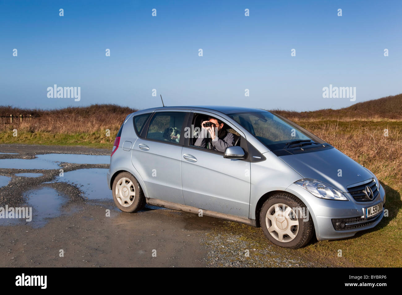 L'observation des oiseaux à partir d'une voiture ; voiture Cornwall appartient au photographe Banque D'Images