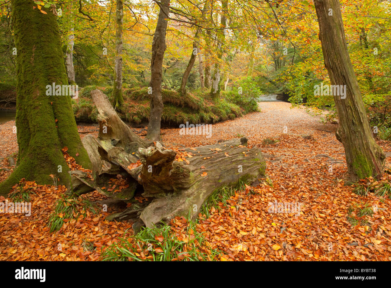 En automne, bois, près de la rivière Fowey, Cornwall Bodmin Banque D'Images