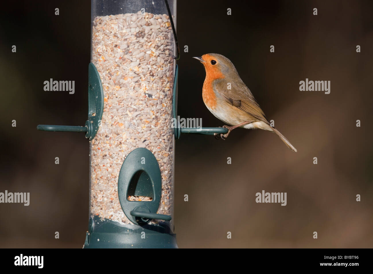 Robin ; Erithacus rubecula aux abords ; sur un convoyeur de semences ; jardin ; Cornwall Banque D'Images