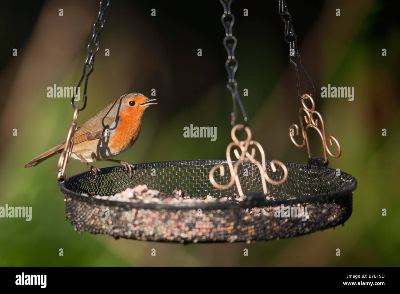 Robin ; Erithacus rubecula aux abords ; sur un plateau ; jardin ; Cornwall Banque D'Images Robin ; Erithacus rubecula aux abords ; sur un plateau ; jardin ; Cornwall Banque D'Images