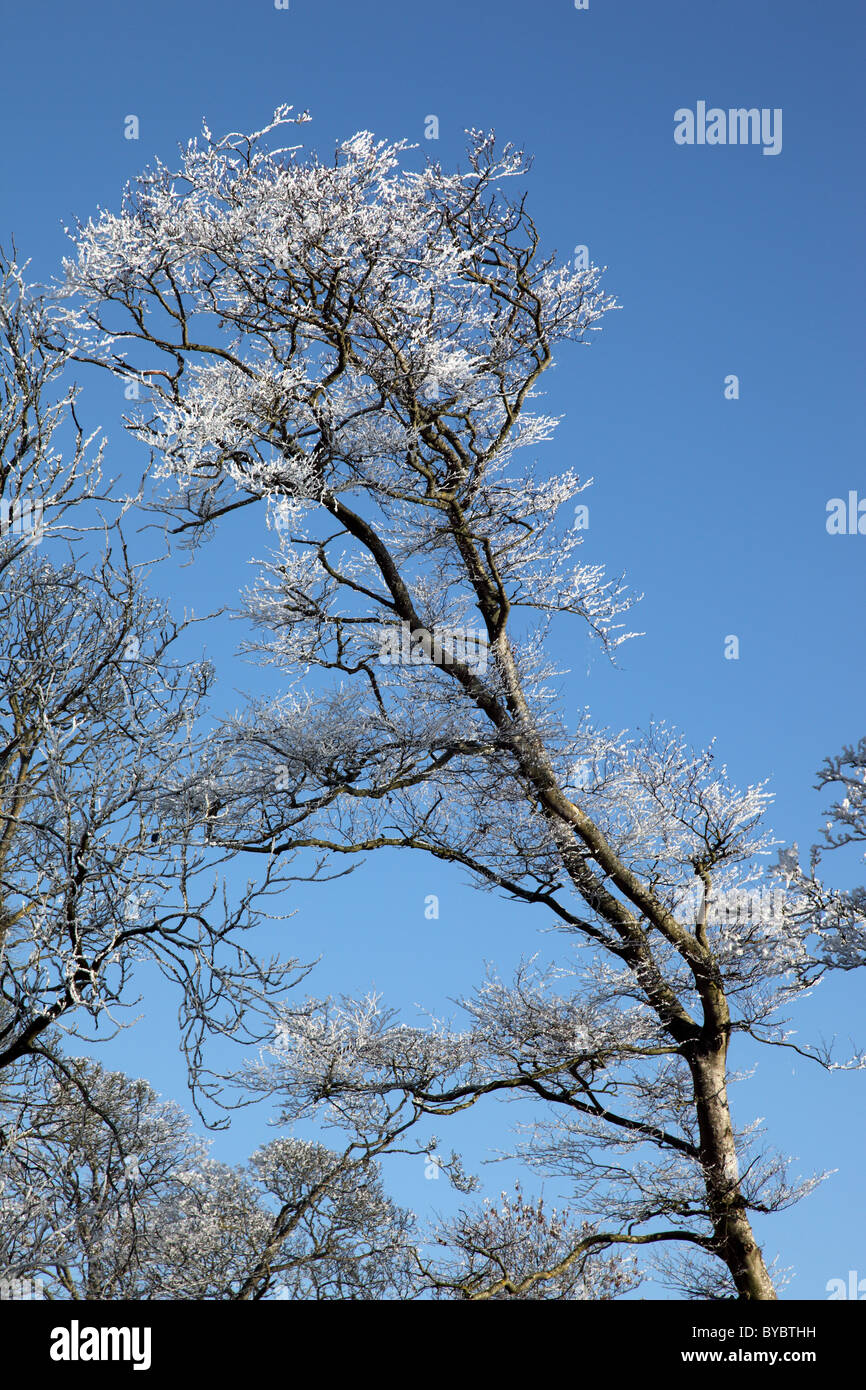 Givre sur un arbre à feuilles caduques, Co. Monaghan, Irlande Banque D'Images