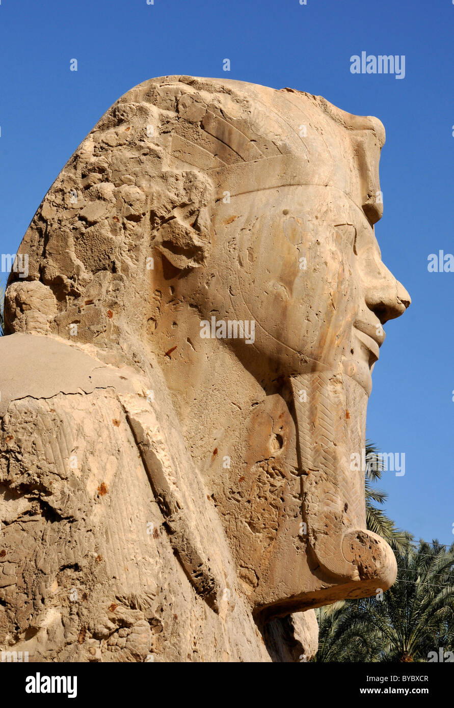 Sphinx dans les ruines de Memphis, Egypte Banque D'Images