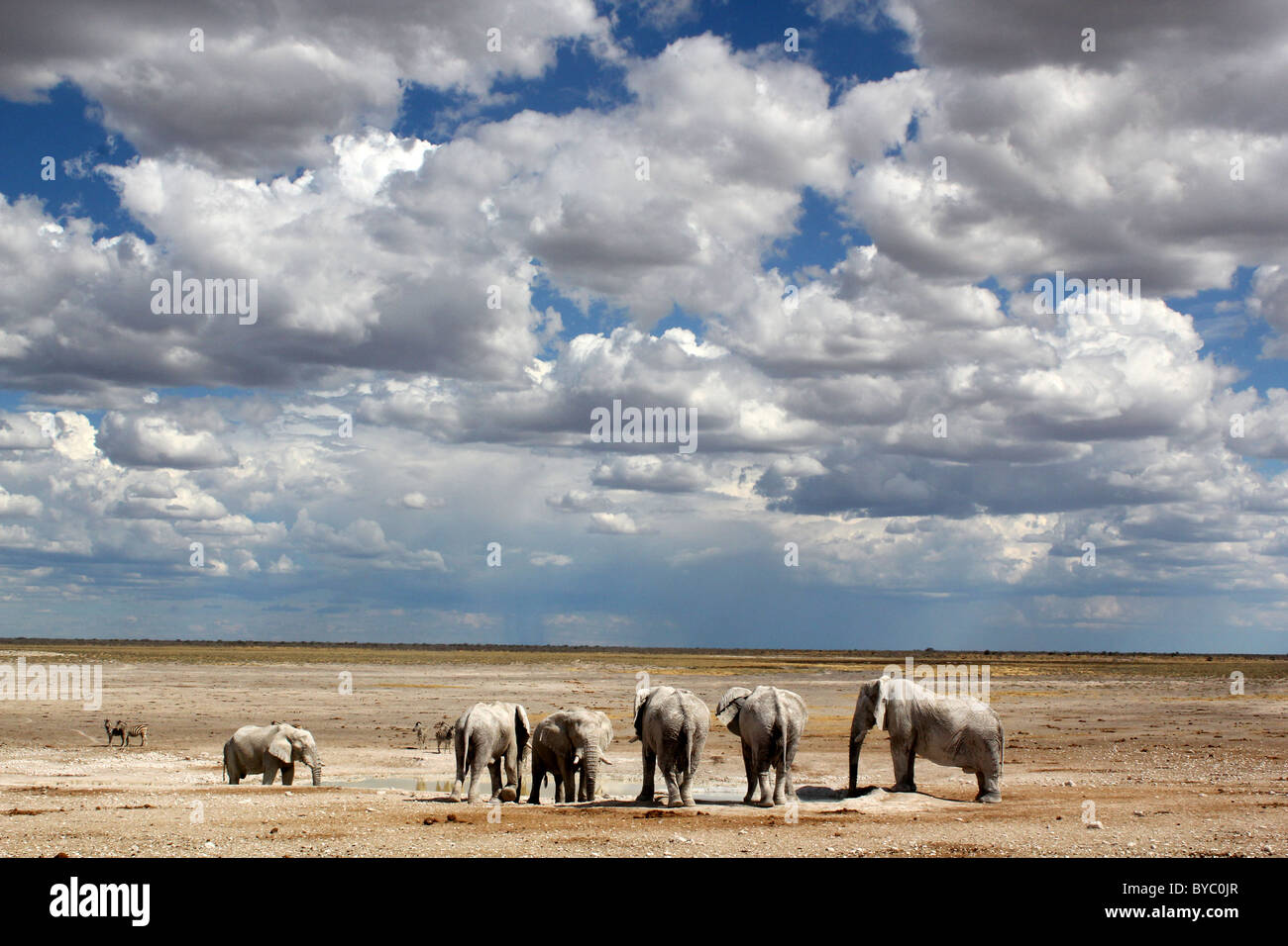Au point d'éléphants au Parc National d'Etosha en Namibie Banque D'Images