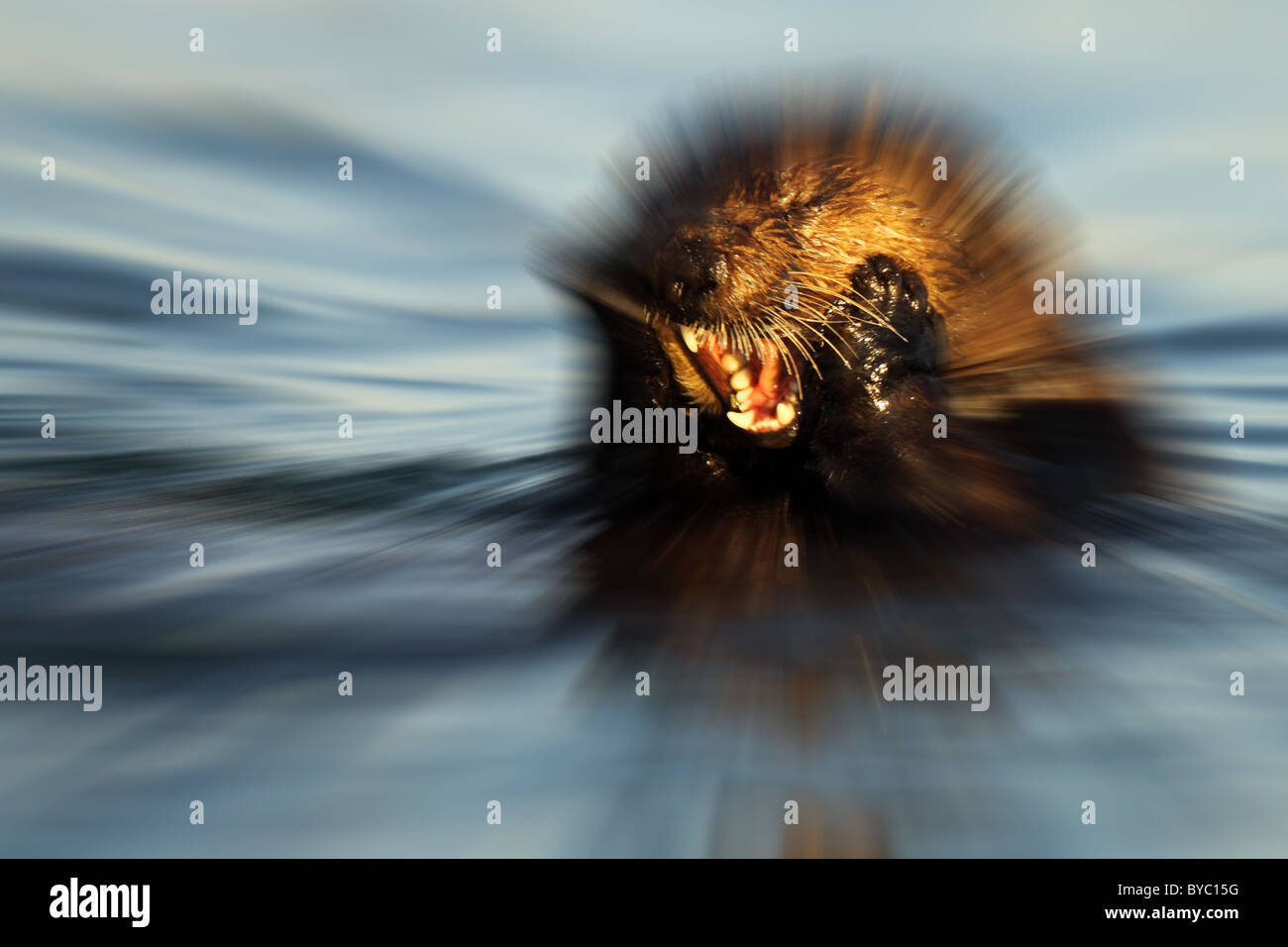 Un flou de zoom d'une loutre de mer avec un mal de dents. Banque D'Images